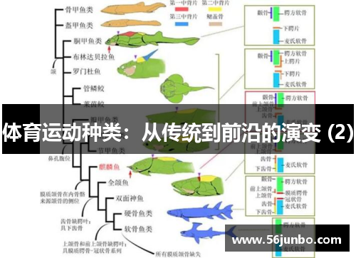 体育运动种类：从传统到前沿的演变 (2)